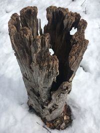 Tree stump in the middle of the woods during winter.