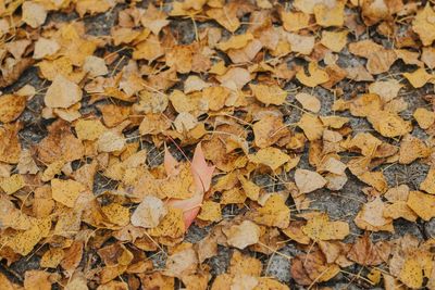 Brown leafs on the ground
