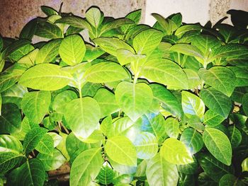 Close-up of green leaves