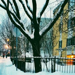 Snow covered trees in park