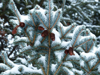 Pine cones in the snow