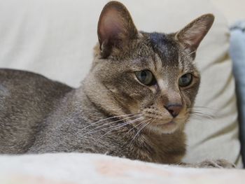 Close-up portrait of cat