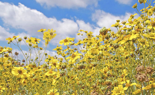 Close-up of yellow flowers growing in field