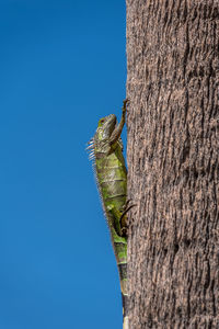 Close-up of lizard on tree trunk against clear blue sky