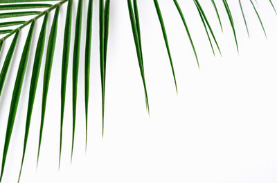 Close-up of palm leaves against clear sky