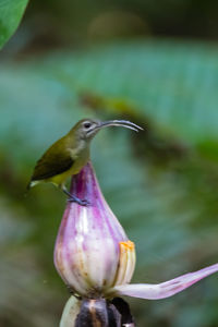 Close-up of bird perching on flower