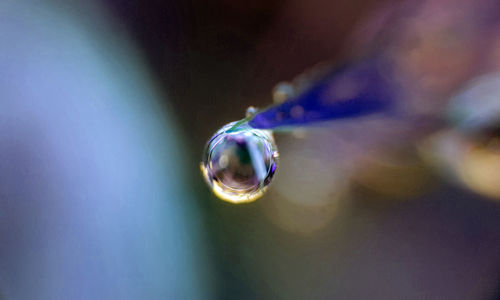 Close-up of blue snake