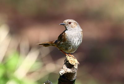 Close-up of bird perching