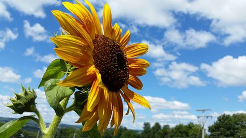 Low angle view of sunflower