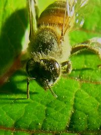 Close-up of insect on leaf