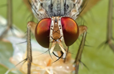 Close-up of fly