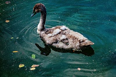 Swan swimming in a lake