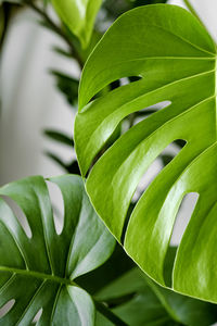 Close-up of green leaves on plant