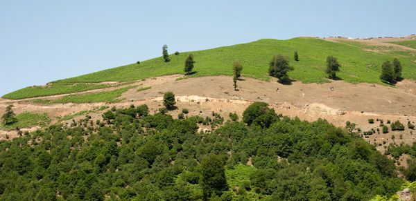 The hill or mount of rasht and trees in gilan province.