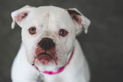 Close-up portrait of dog