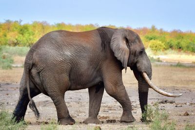 Side view of elephant standing on field