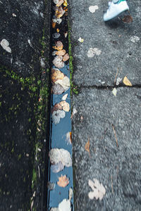 High angle view of leaves on road in rain