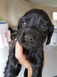 Close-up of hand holding puppy
