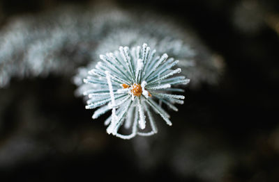 Close-up of white flower