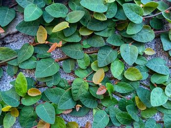 High angle view of leaves on field