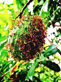 Close-up of insect on plant