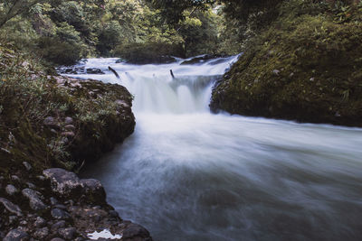 Scenic view of waterfall in forest