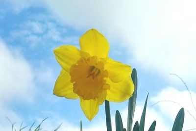 Close-up of fresh yellow flower against sky