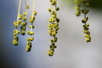 Close-up of yellow flowering plant