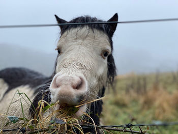 Horse eating grass