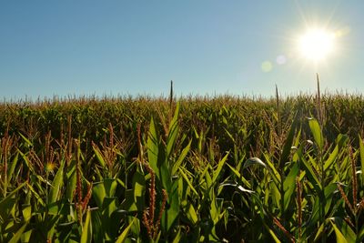 Field of corn growing against sky