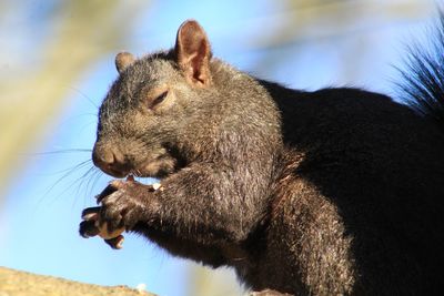 Low angle view of an squirrel 