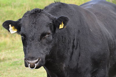 Close-up portrait of cow on field