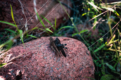 High angle view of insect on land