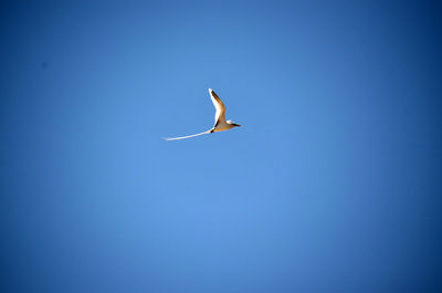 Low angle view of bird flying against clear blue sky