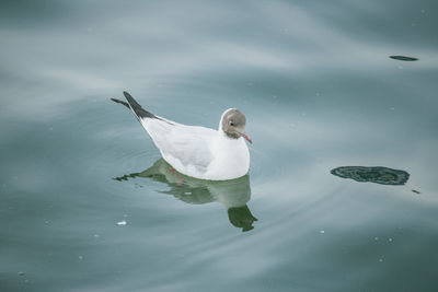 High angle view of duck swimming in lake