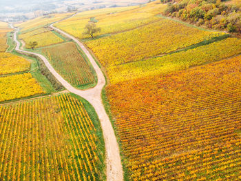 Scenic view of agricultural field. aerial view of vineyards during autumn. golden vineyards 