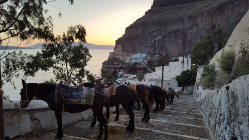 Panoramic view of horses on mountain against sky