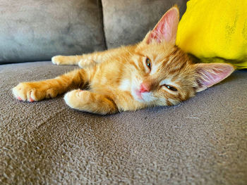 Close-up portrait of a cat lying down on sofa