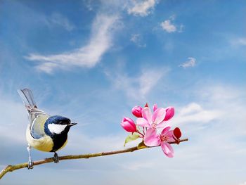 Bird perching on pink flower