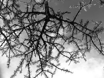 Low angle view of cherry tree against sky