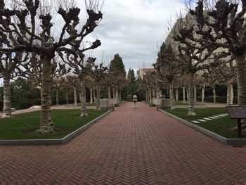 Trees against sky