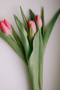 Close-up of pink tulips