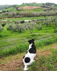 View of a dog on field