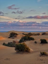 Scenic view of desert against sky during sunset