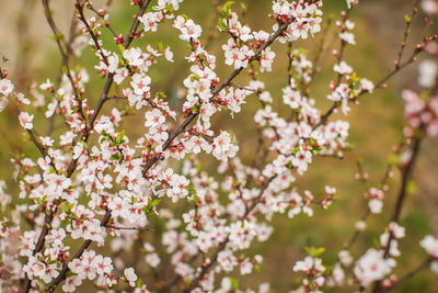 Close-up of pink cherry blossoms in spring