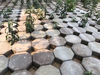 High angle view of plants growing on footpath