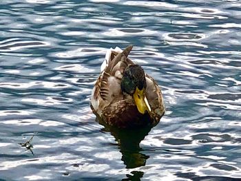 High angle view of duck swimming in lake