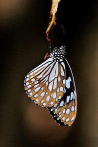 Close-up of butterfly