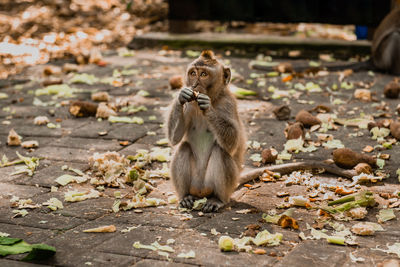 Lion sitting outdoors