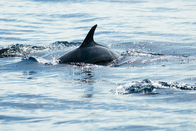 Dolphin swimming in sea in bunaken national park